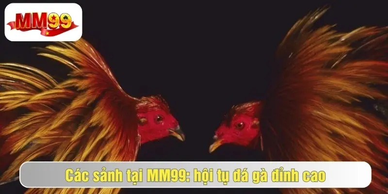 Đá Gà MM99 - Sảnh Cược Đá Gà Kịch Tính, Nhận Hưởng Hấp Dẫn 1 đá gà mm99 hấp dẫn, thưởng lớn
