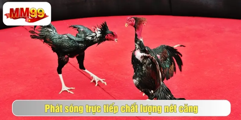 Đá Gà MM99 - Sảnh Cược Đá Gà Kịch Tính, Nhận Hưởng Hấp Dẫn 2 Xem và cược đá gà hấp dẫn tại nhà cái mm99