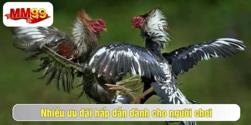 Đá Gà MM99 - Sảnh Cược Đá Gà Kịch Tính, Nhận Hưởng Hấp Dẫn 3 Tham gia đá gà tại mm99 để nhận ưu đãi hot